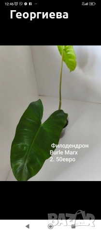 декоративно листни растения , снимка 2 - Стайни растения - 54615459