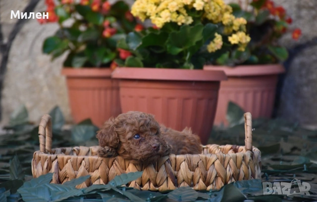 Той пудел Toy poodle, снимка 17 - Пудели - 55006000