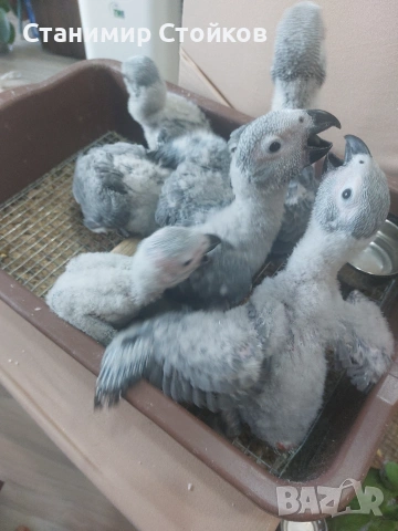 Кралски жака ( ръчно хранени ), снимка 2 - Папагали - 55165892