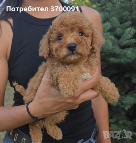 мини пуделчета / пудел, снимка 2 - Пудели - 55631536