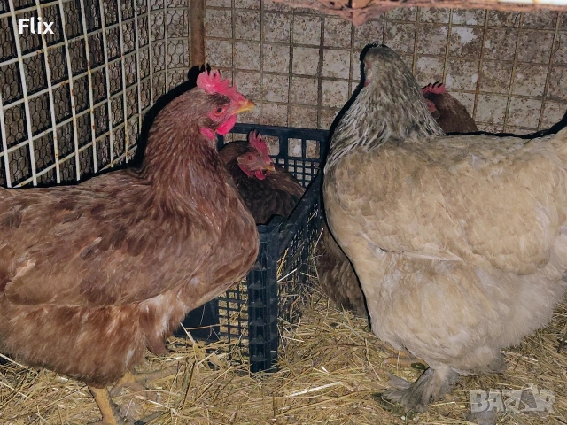 разплодни яйца , снимка 5 - Кокошки и пуйки - 53995912