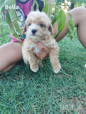 Малтипу/Maltipoo, снимка 12 - Пудели - 55166935