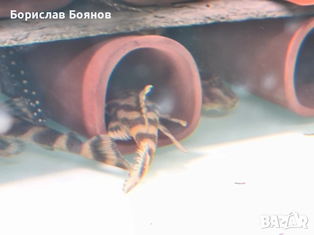 pleco, снимка 12 - Рибки - 54176529