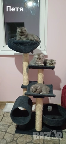 Персийски котенца