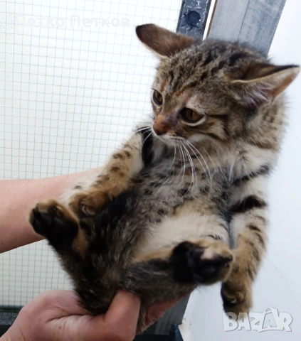 Подарявам малко котенце, снимка 5 - Други - 54969442