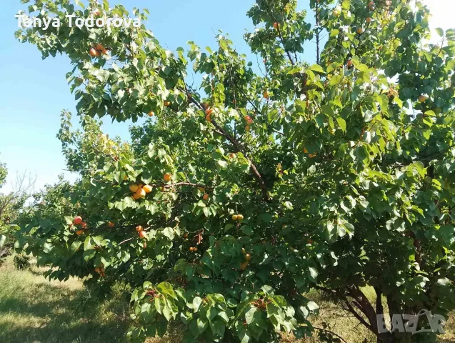 Продавам кайсия за ракия , снимка 4 - Домашни продукти - 55342992