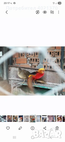 Яйца от червено златни фазанш