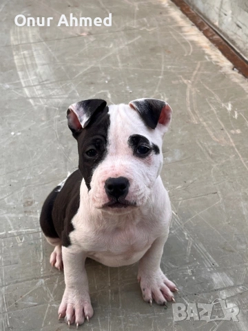 Питбули, снимка 3 - Питбул - 53784911