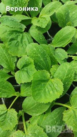 Предлагам разсад тиквички сорт Блек Бюти и Изобилна, снимка 2 - Разсади - 54194863