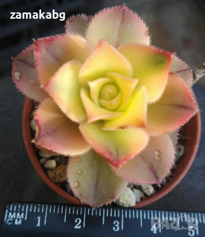 Еониум (Aeonium decorum variegata, Aeonium kiwionium), сукулентно растение