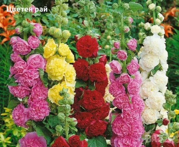 15 вида семена на цветя , снимка 12 - Градински цветя и растения - 55425566