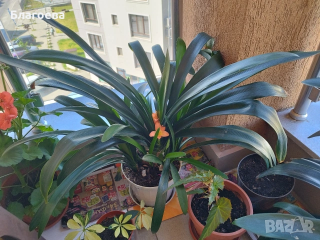Кливия оранжева 2 броя големи растения, снимка 5 - Стайни растения - 47075644