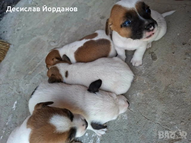 Джак Ръсел Териер , снимка 12 - Джак ръсел териер - 55165300