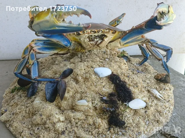 Препариран син морски краб, снимка 5 - Декорация за дома - 55644845