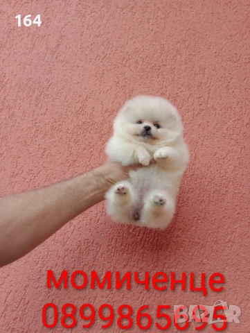 Мини Померани. Реални снимки !!!, снимка 4 - Померан - 54641236