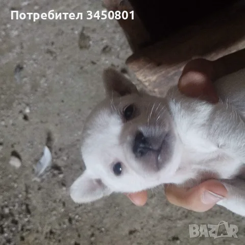 Мини пинчери мъжки бели