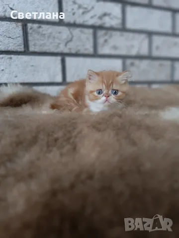 Екзотично късокосместо коте 😻