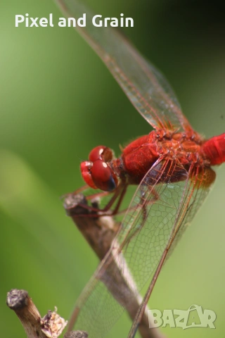 Sigma AF-S 70-300mm f/4-5.6 DG Macro обектив Никон, снимка 10 - Фотоапарати - 54888380