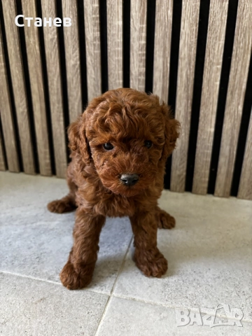 Мини Пудели / Mini Poodles, снимка 3 - Померан - 55655687