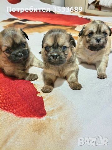 сладки пекинезчета , снимка 3 - Пекинез - 54021457