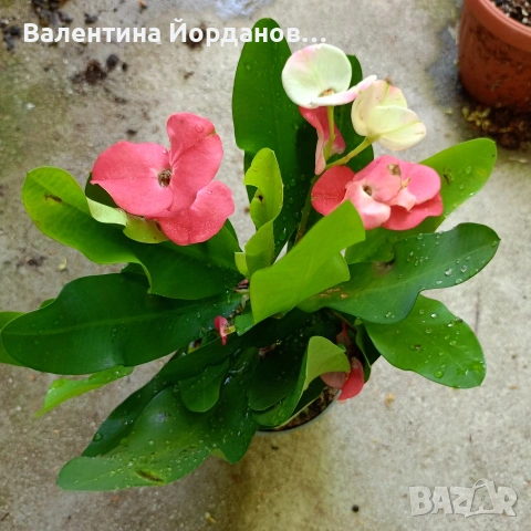 исусов венец стайно растение 
