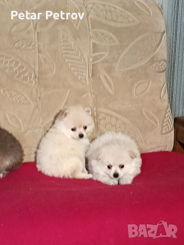 Шпиц мини , снимка 9 - Шпиц - 54923484