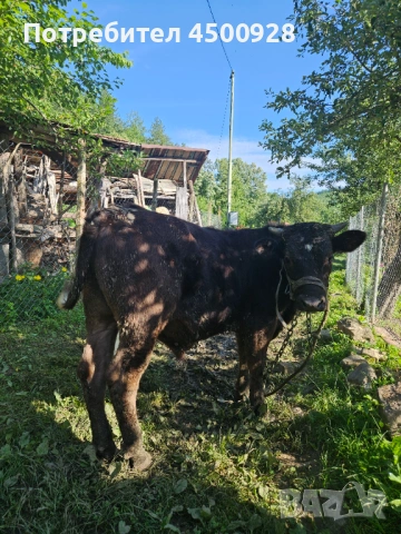 Продавам мъжко теле , снимка 3 - Крави - 54941497
