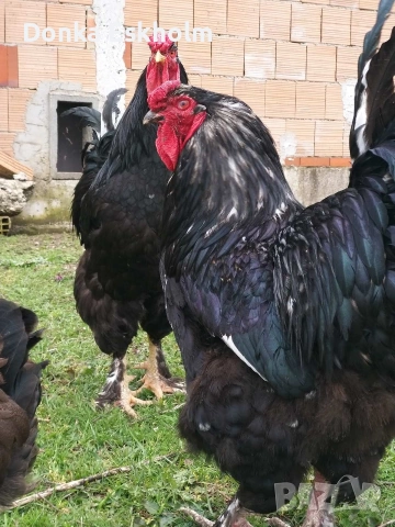 Петли, снимка 2 - Кокошки и пуйки - 54316031