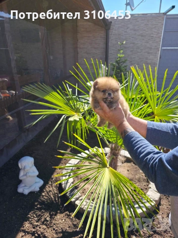 Померан мини  pomeranian mini, снимка 3 - Померан - 55005674