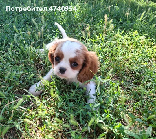 Кавалер Кинг Чарлз шпаньол , снимка 6 - Кавалер кинг чарлз шпаньол - 55333261