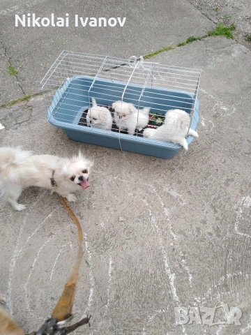 Бели чистокръвни Пекинезчета , снимка 6 - Пекинез - 54061153