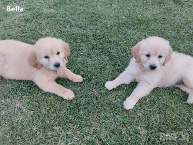 Golden retriever /puppies , снимка 7 - Голдън ретривър - 55483387