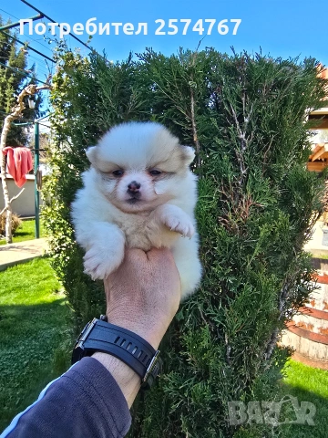 Померани , снимка 12 - Померан - 54097931