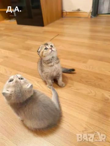 🐾 Чистокръвни котенца Scottish Fold – Golden & Silver 🐾, снимка 10 - Чинчили - 55353347