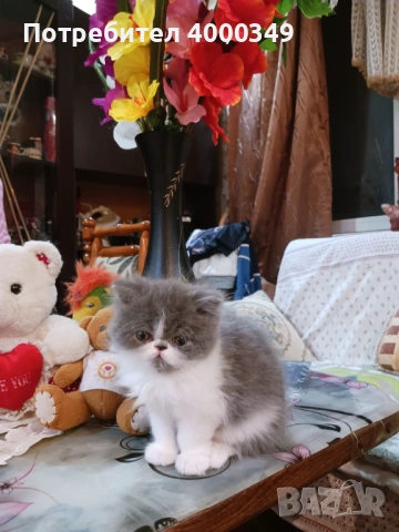 Продавам персийски женски котета, снимка 3 - Персийска - 54386975