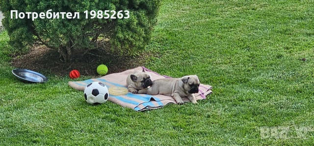 Френски булдог / френски булчета, снимка 2 - Френски булдог - 54339535