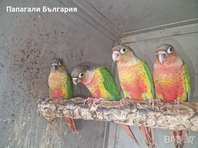 Пирури ръчно хранени, снимка 3 - Папагали - 55139059