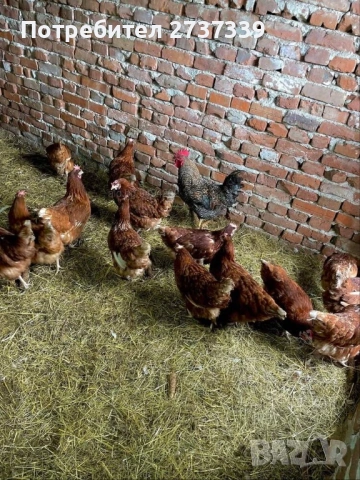 Носачки за яйца