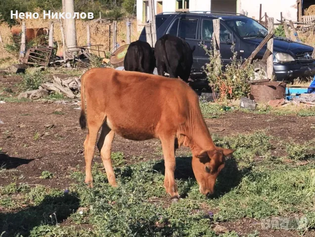Продавам крави и телета , снимка 4 - Крави - 55671928
