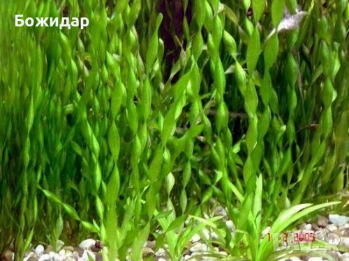 Продавам растения за аквариум