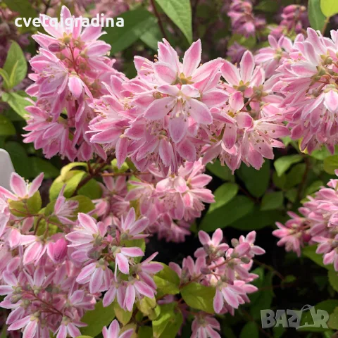 Deutzia Strawberry fields(Дойция ягодова ливада)