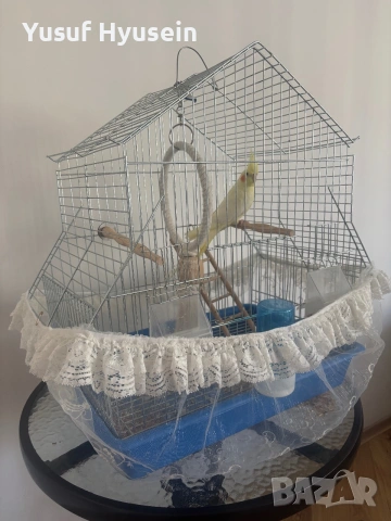 Папагал корела , снимка 3 - Папагали - 55001789