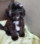 Shih poo /Ши ПУ момиченце , снимка 2