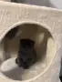 Шотландски клепоухи и британски остроухи котета, снимка 13