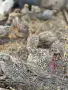 пъдпъдъци на 20 дни, снимка 1