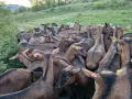 Продавам чистокръвни кози френски алпин  , снимка 5