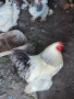 продавам бяла колумбийска брама, снимка 4