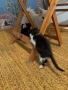 Подарявам котенца, снимка 3