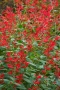 Салвия Червен Роман, Salvia Roman Red или по-известна като Градински чай!!, снимка 2