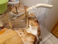 Фритюрник Bosch, 3 литра, използван, снимка 3